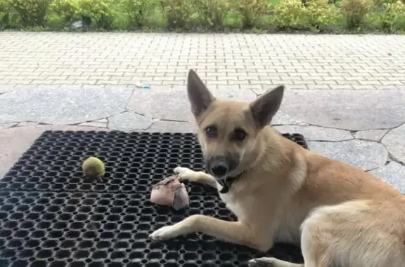 Собаки потеряшки, Калининград, фото: Потеряшка собака в Гурьевском районе на Лесной улице 5