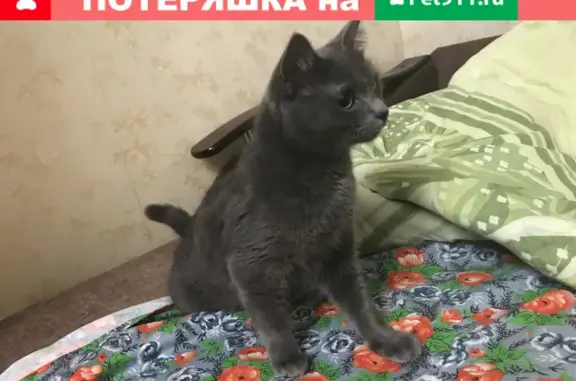 Кошка найдена возле Авокадо на Индустриальной, Кострома