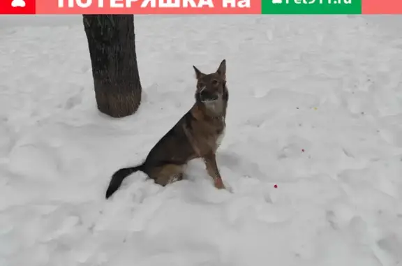 Молодая собака на 2-й Владимирской, 9Г в Москве