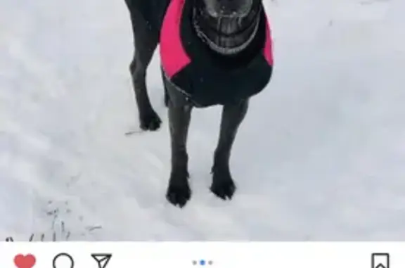 Собаки потеряшки, Москва, фото: Потеряшка собака Санса, адрес: Стрельбищенский пер., 7, Москва