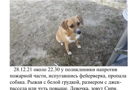 Пропала собака возле поликлиники у Спасских ворот, Москва.