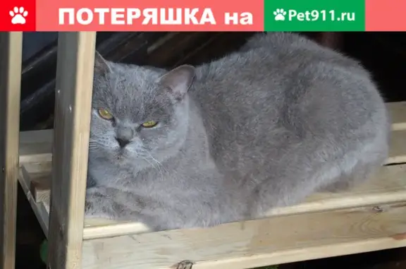 Кошка найдена на ул. Дзержинского, 63 в Краснодаре