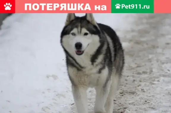 Найден крупный пушистый пес в районе парка Белинского