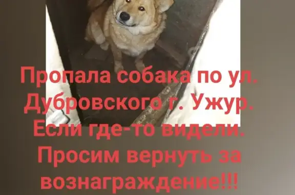 Пропала собака Симба, ул. Дубровского 159/1, Красноярский край
