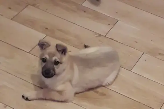 Пропала собака в Подольске: щенок 