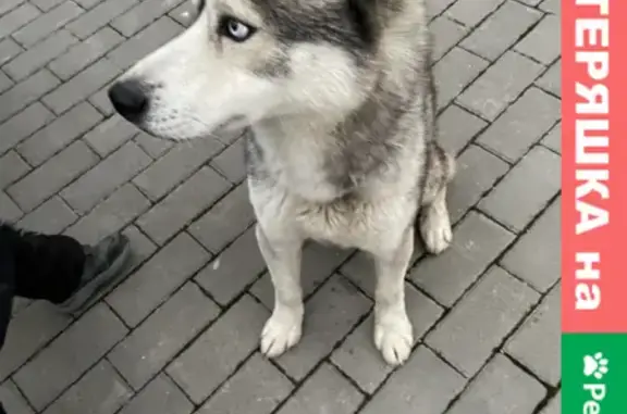 Найдена собака хаски в районе Маринеско 1а