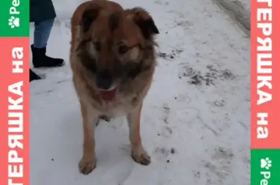 Найдена собака на 1-й Майской улице в Апрелевке