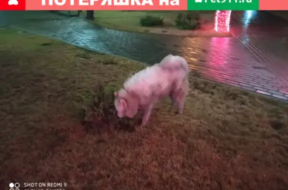 Найдена собака возле офиса Лукойл в Астрахани