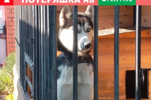 Объявления о пропавших и найденных животных, Липецк, фото: Пропала собака в районе ст. Казинка-Новая Жизнь, опасна для себя.