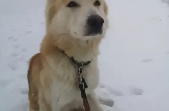 Найден замерзающий пес в Яме, Московская область