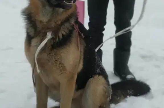 Собака найдена на Минском шоссе, нужен хозяин.