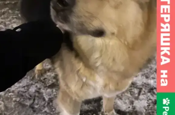 Собака найдена на Ярославском шоссе, Москва.