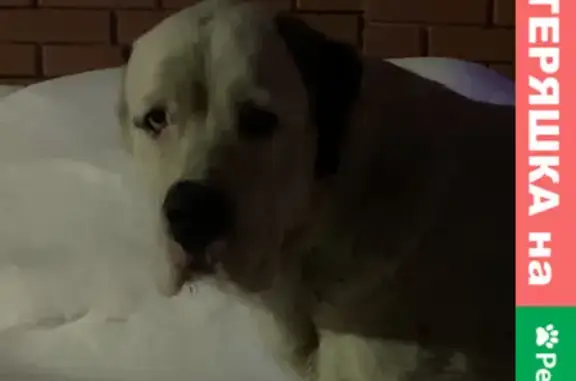 Найдена собака белого окраса в Осеченках, Раменском районе