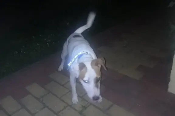 Пропала собака на Воронежском шоссе, Липецк