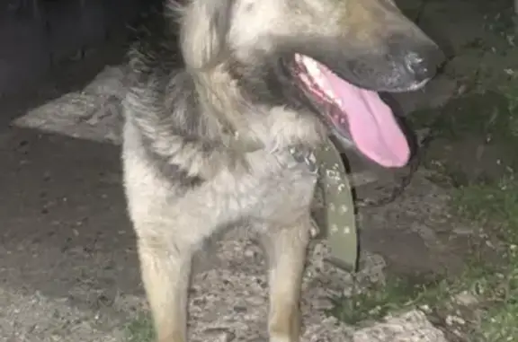 Пропала собака Буся на ул. 1 Мая, Оренбург