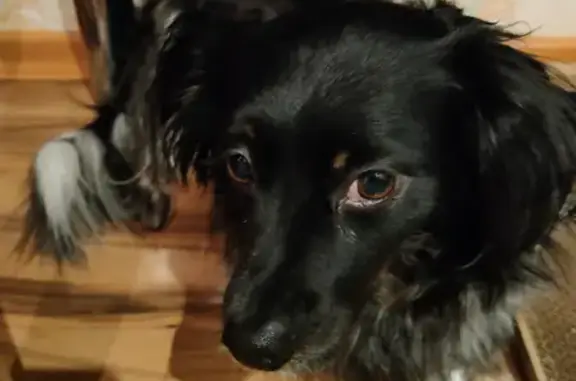 Собака Мальчик найдена на Дорожной улице, 25