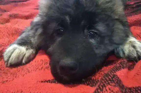 Собаки потеряшки, Красноярск, фото: Потеряшка кавказская овчарка на ул. Щорса 103, Красноярск