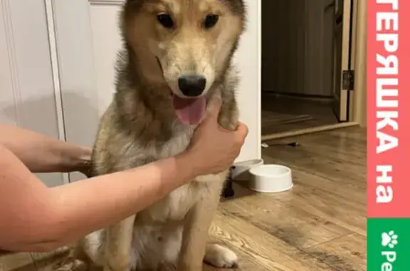 Найдена собака, Нижний Новгород, фото: Найден кобель с Юга, Новая, Нижегородская обл.