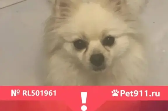 Собаки потеряшки, Нижний Новгород, фото: Потеряшка собака Амира, вознаграждение.