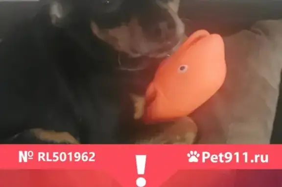 Собаки потеряшки, Калининград, фото: Потеряшка собака Рич возле магазина Спар на улице Горького 170