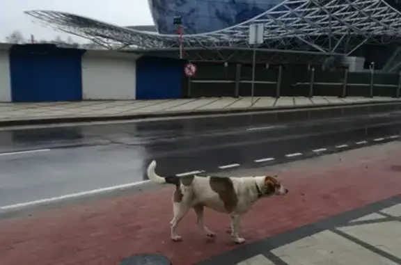 Найдена собака на Старопрегольской набережной, Калининград
