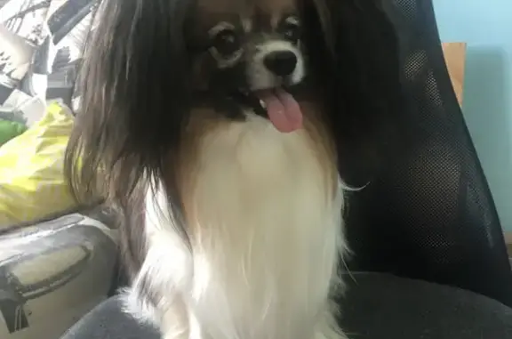 Собаки потеряшки, Нижний Новгород, фото: Потеряшка собака на ул. Строкина, 6