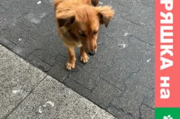 Найдена собака у ТЦ Гиант на Московском проспекте