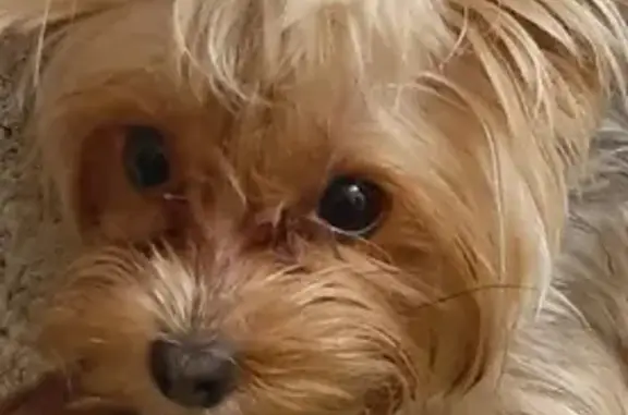 Собаки потеряшки, Ангарск, фото: Потеряшка собака в Ангарске, йоркширский терьер, болеет.