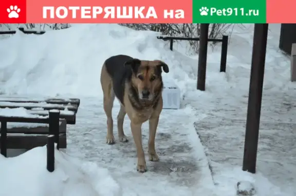 Найдена собака в Приморском районе, Комендантская площадь, 1.