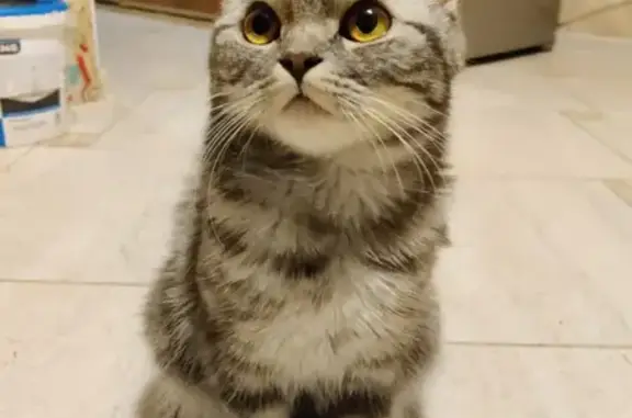 Объявления о пропавших и найденных животных, Москва, фото: Пропала кошка Твикс по адресу Лебедянская 24, Бирюлёво Восточное