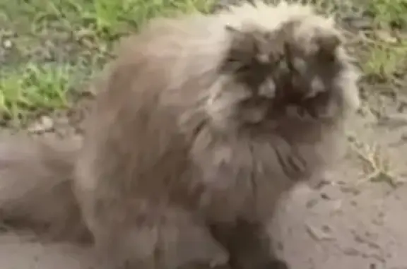 Кошки потеряшки, Санкт-Петербург, фото: Потеряшка кошка в Толмачево, ул. Смоляная 15, тел. 8 911 733 61 58