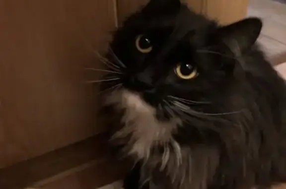 Найдена ручная кошка в Норском поселке, ищет новых хозяев