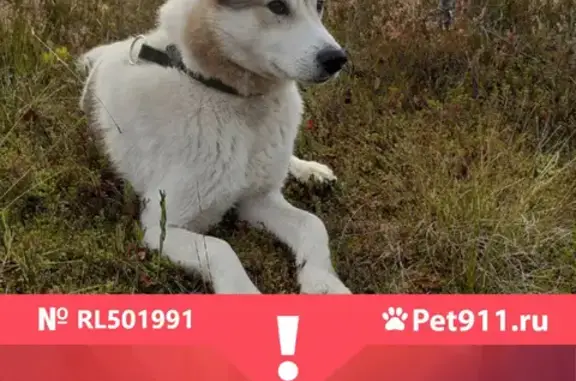 Собаки потеряшки, Санкт-Петербург, фото: Потеряшка кобель Хоффман в Выборгском районе, Ленобласть, возраст 10 лет