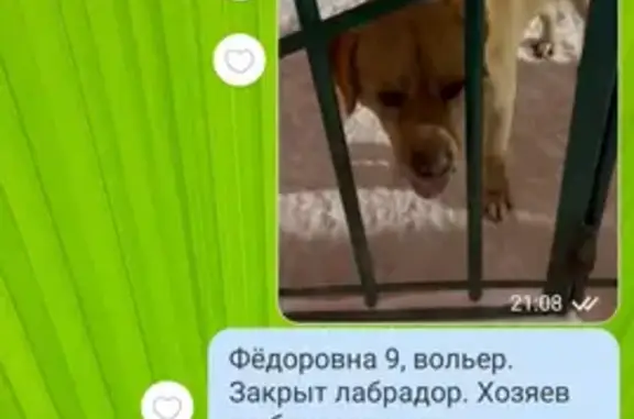 Собака на Фёдорова, 9 - ищем хозяев!