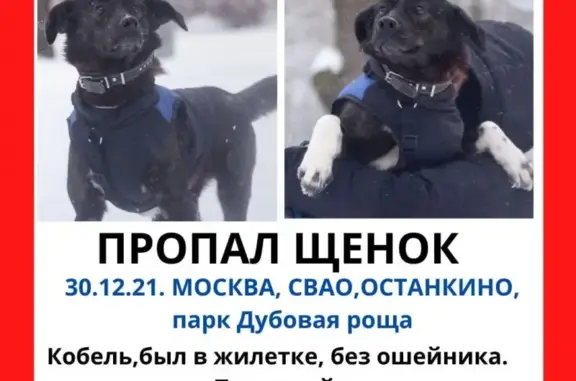 Собаки потеряшки, Москва, фото: Потеряшка собака на ул. Академика Королёва, 19А, Москва