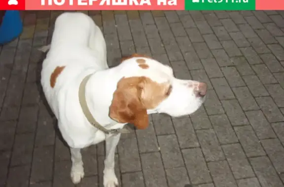 Найдена охотничья собака на улице Крымская в Анапе