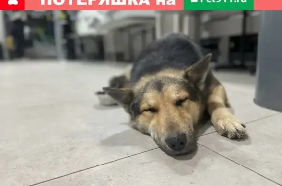 Найдена собака на Череповецкой, помогите найти хозяев
