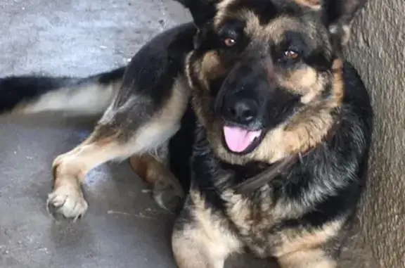 Пропала собака Овчарка Альба, убежала 31 декабря из села Преображенское, ул. Чапаева, 93. Вознаграждение 10 000 руб.