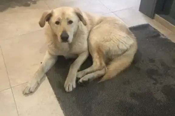 Найдена собака на Октябрьской улице в Красногорске