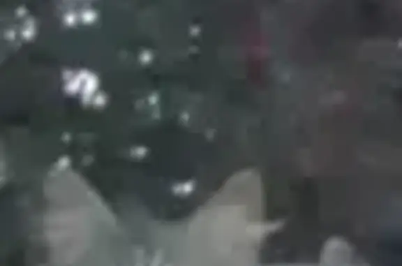 Кошки потеряшки, Санкт-Петербург, фото: Потеряшка пушистая кошка на Пушкинской улице, Сестрорецк