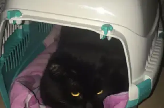 Найдена кошка у Спасских ворот в Москве
