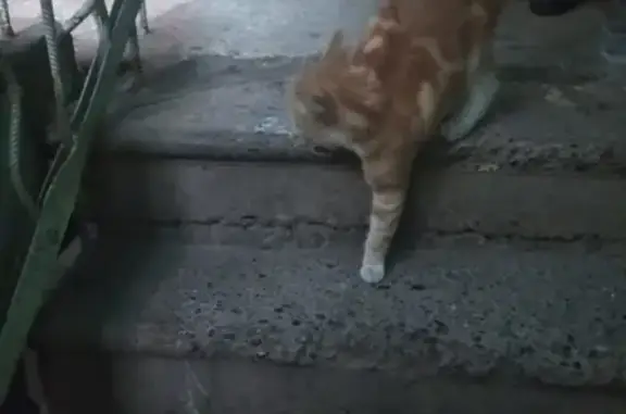 Найдена кошка на ул. Патриотов, 14А в Кемерово