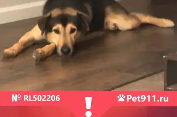 Собаки потеряшки, Санкт-Петербург, фото: Потеряшка собака Мишка на Шуваловском проспекте