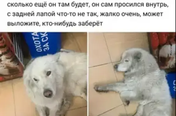 Найдена домашняя собака на Первомайской, 15, Тюмень