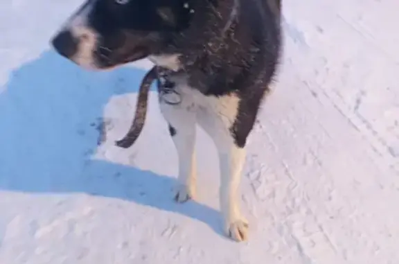 Найдена собака в КП Пестово-Семёновском