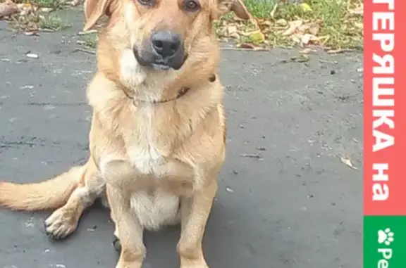 Найдена собака со сломанной лапой в Верхней Пышме, ищем хозяина