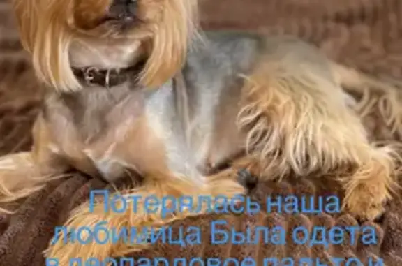 Объявления о пропавших и найденных животных, Новокузнецк, фото: Пропала собака Сима на Кузбасской, 8960-915-0200