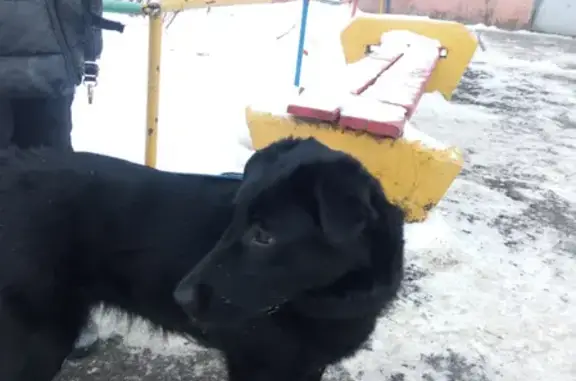 Найдена собака в Омске, Левый берег, р-он Рокоссовского, тел.