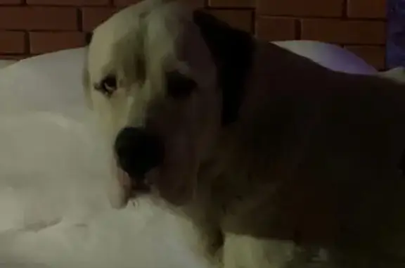 Найдена собака Алабай в Раменском