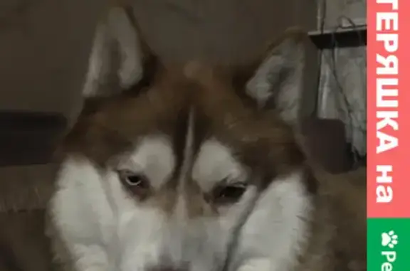 Потерянные животные Красноярск, фото: Пропала хаски на ул. Карла Маркса, Красноярск